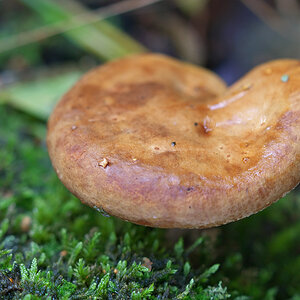 Birken-Milchling (Lactarius torminosus) ☠️