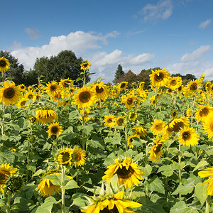 Sonnenblumen-1.jpg
