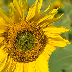 Sonnenblumen-2.jpg