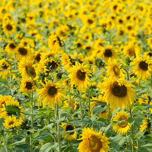 Sonnenblumen-5.jpg