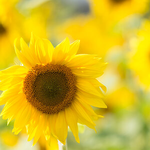 Sonnenblumen-5b.jpg