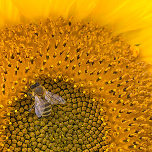 Sonnenblumen-6.jpg