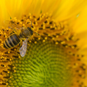 Sonnenblumen-7.jpg
