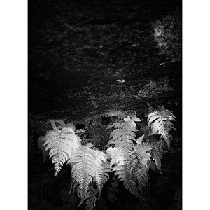 Cas10D4F_1604.jpg