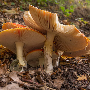 _GA63633.jpg