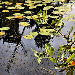 Herbst am Weiher.jpg