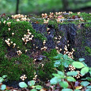 Pilze 3.jpg