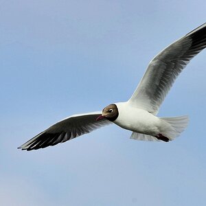 Lachmöwe im Anflug.jpg