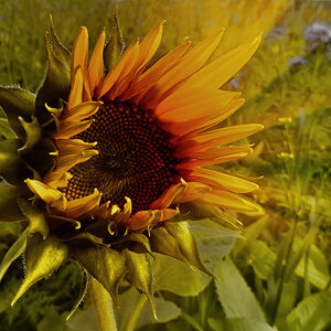 Herbstsonnenfänger