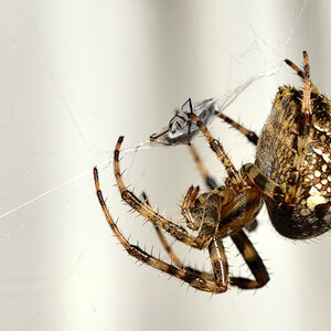kreuzspinne_1200.jpg