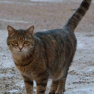 Cat_DSC_4034.jpg