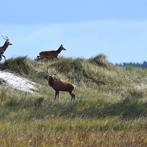 AK3_8293