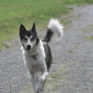 Ihr braucht mir nicht die Hand zu küssen. Ich bin nur - Till -, der Hund von fast nebenan.