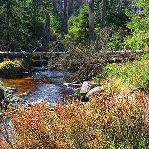 Oderteich