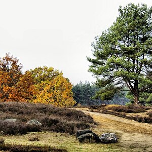 _Es ist Herbstzeit in der Heide.jpg