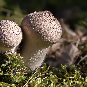 Flaschenbovist.jpg