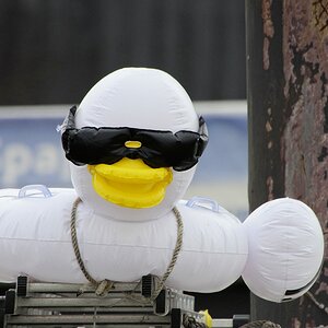 Der schrägste Vogel in bzw. von Cuxhaven.jpg