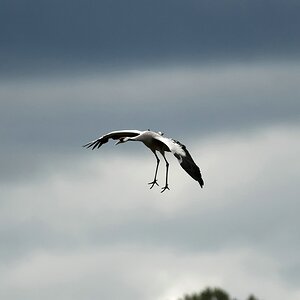 comp_500_7555_DxO.jpg