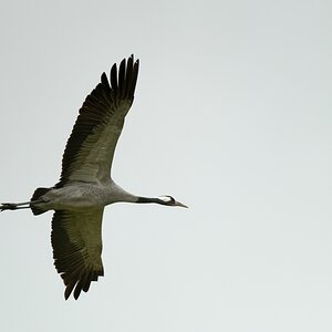 comp_500_7677_DxO.jpg