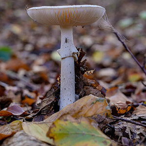 Herbst