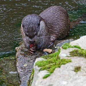 Otter I