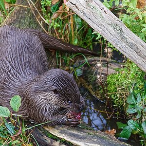 Otter II