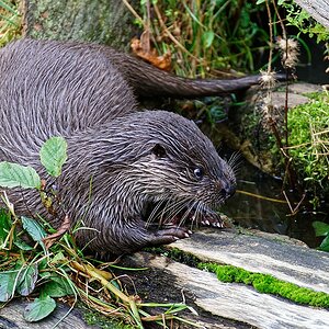 Otter III