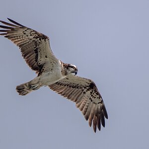 D50_9140_Fischadler beobachtet Beute_IA_9_2019.jpg