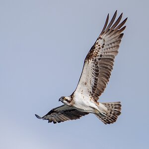 D50_9163_Fischadler IA _9_2019.jpg