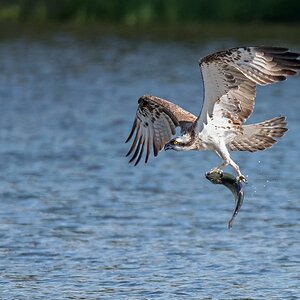 D50_9268_Fischadler dreht mit Beute ab_IA_10_2019.jpg
