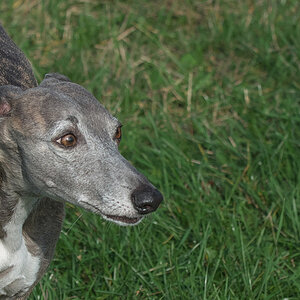 Wir Whippets sind ja eher vorsichtig - Ajou