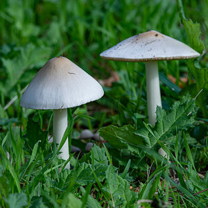 OF2_33853.jpg