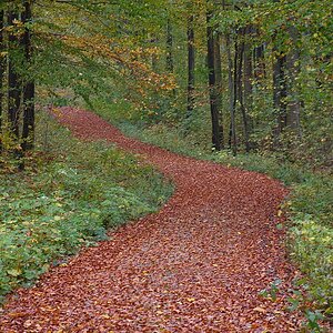 Laubweg