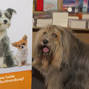 Eine Socke in einer Buchhandlung`? - Nein, Tibetterrier "Socke"