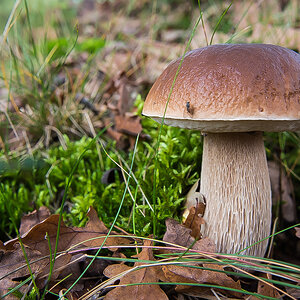 Steinpilz_.jpg