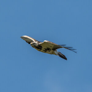 Mäusebussard