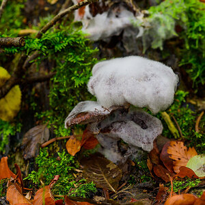 ZVI_009311_Pilze_129.JPG