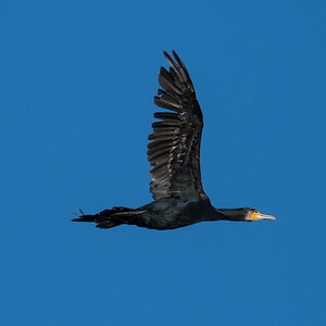 Kormoran im Flug
