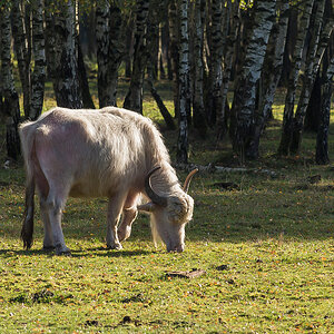 Albino Kuh.jpg
