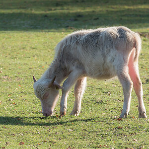 Albino.jpg
