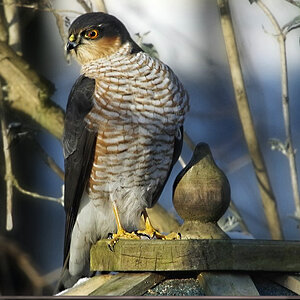 Das Sperberweibchen auf dem Vogelhaus.jpg