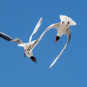 D50_4072_Lachmöven_Eidersperrw_ IA_6_2019.jpg