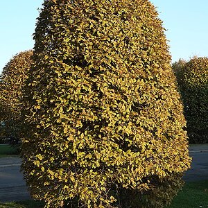 DSCF6015Kxl.jpg