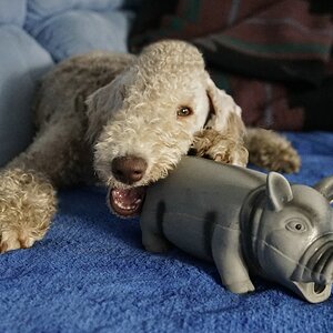 Unser Mäusezähnchen.jpg