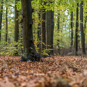 Herbstwald 1.jpg