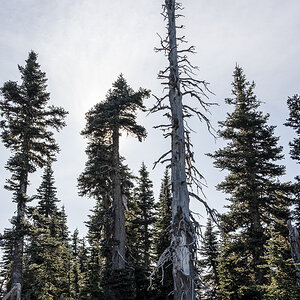 kaputter Baum.jpg