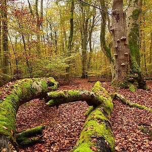 Eisenbachhain-2019_23986 (8).jpg