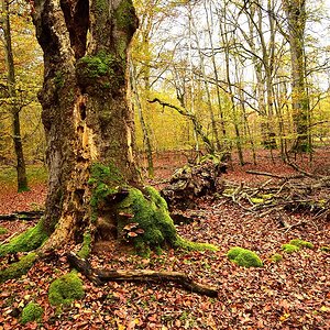 Eisenbachhain-2019_23986 (9).jpg