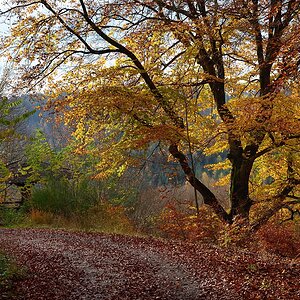 Falkenkopf-2019_24368 (2).jpg