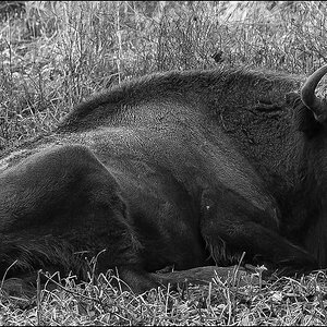 Wisent 2.jpg